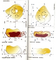 Tortello